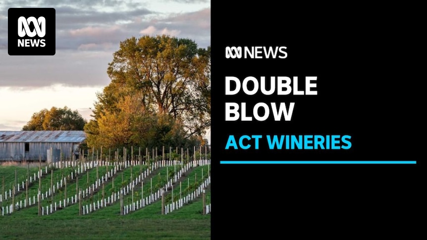 Weather and economic woes hit Canberran wine producers - ABC News