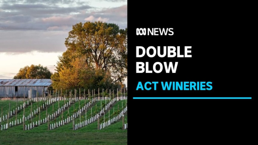 Double Blow, ACT Wineries: A vienyard with a large tree and a shed in the background.
