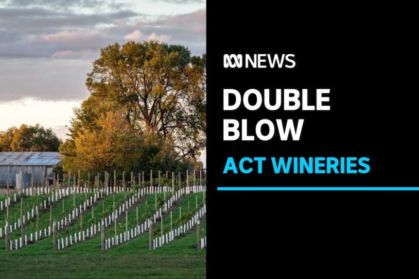 Double Blow, ACT Wineries: A vienyard with a large tree and a shed in the background.