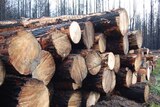 Logs stacked at plantation forest