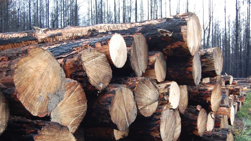 Logs stacked at plantation forest