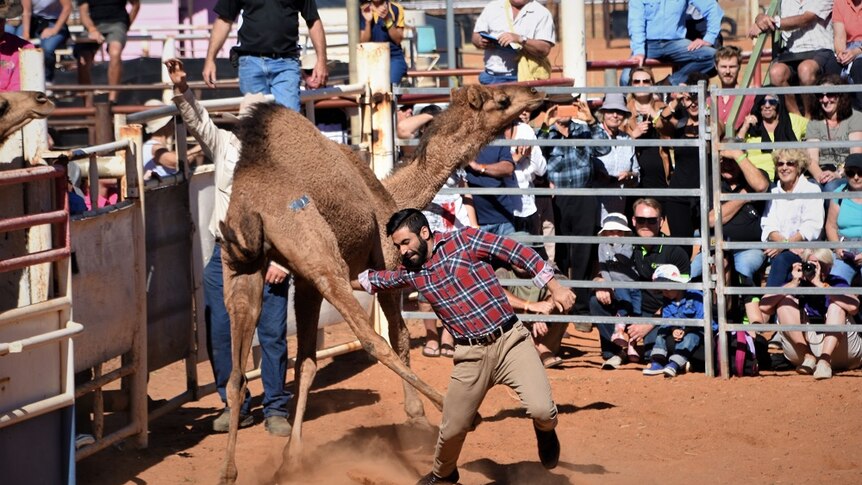 A camel kicks a man during camel tagging at the Boulia Camel Races.