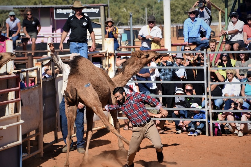 A camel kicks a man during camel tagging at the Boulia Camel Races.