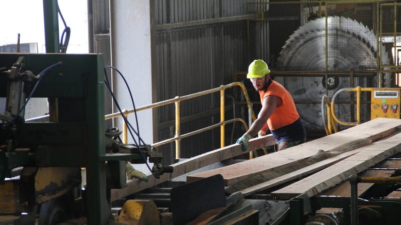 Timber worker cutting wood at the mill.