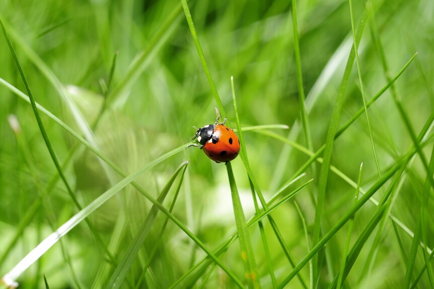 A bright red ladybird climbing on a blade of green grass. 