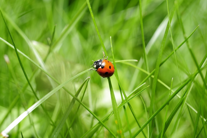 A bright red ladybird climbing on a blade of green grass.