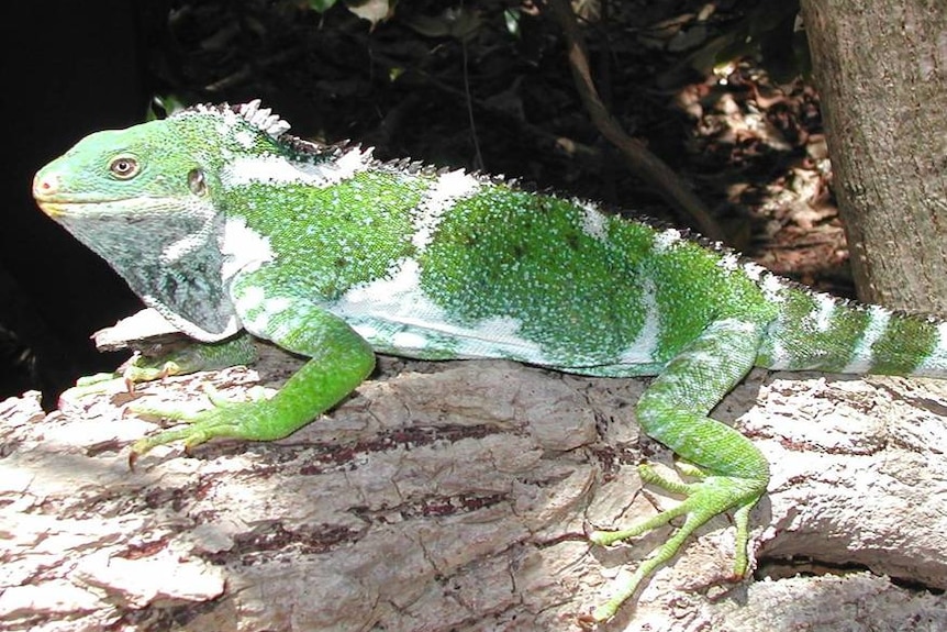 Fijian Crested Iguana on Yadua Taba. It is green with white crests.