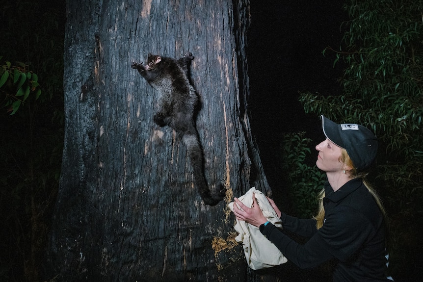 A woman letting a greater glider out of a beige sack, with the animal climbing a tree.