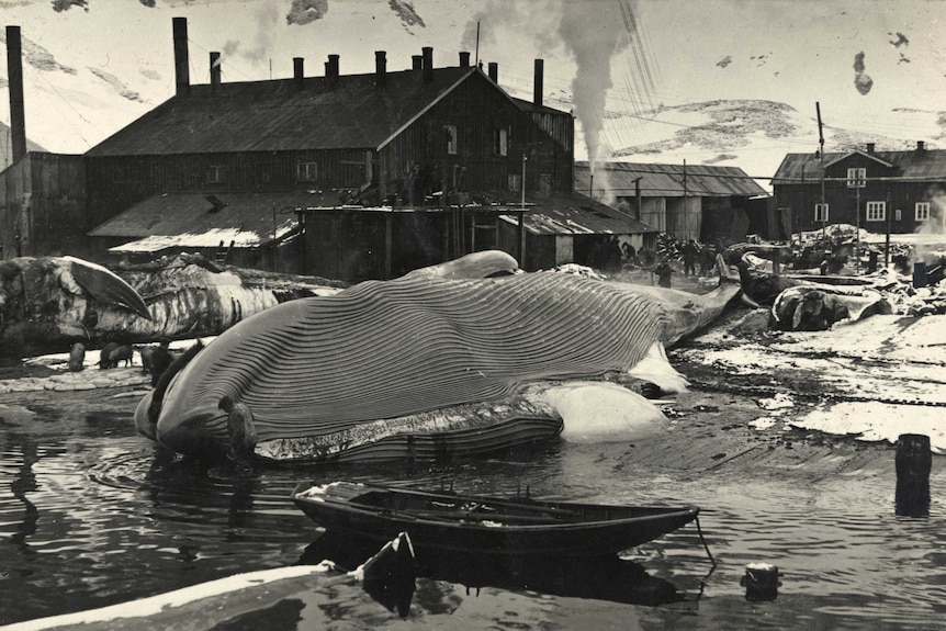 A whale on the flensing plan at Grytviken, South Georgia - a major whaling base in the western South Atlantic