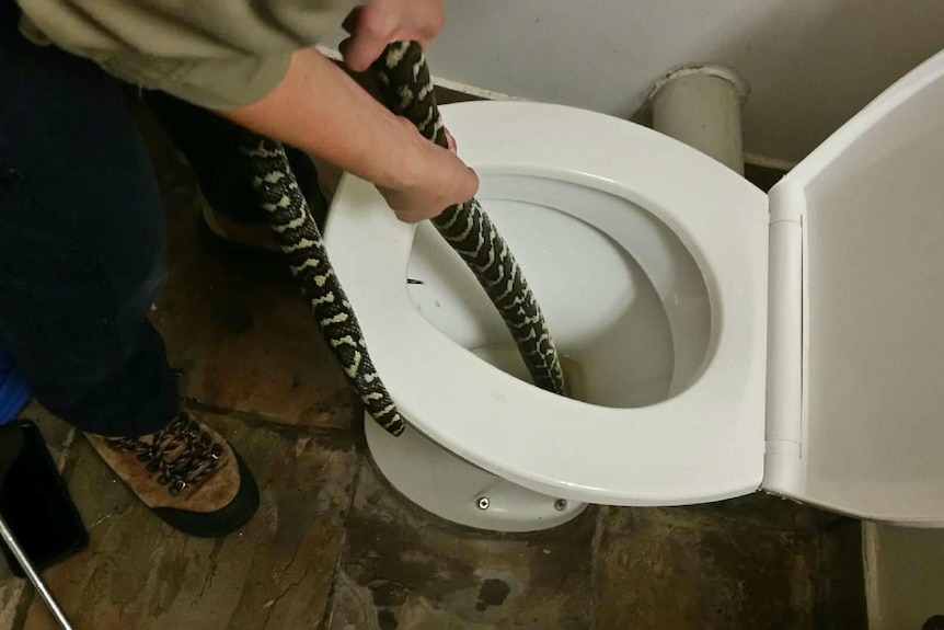 A python being pulled out o f a toilet by a person wearing a khaki shirt, boots, and with bare hands.