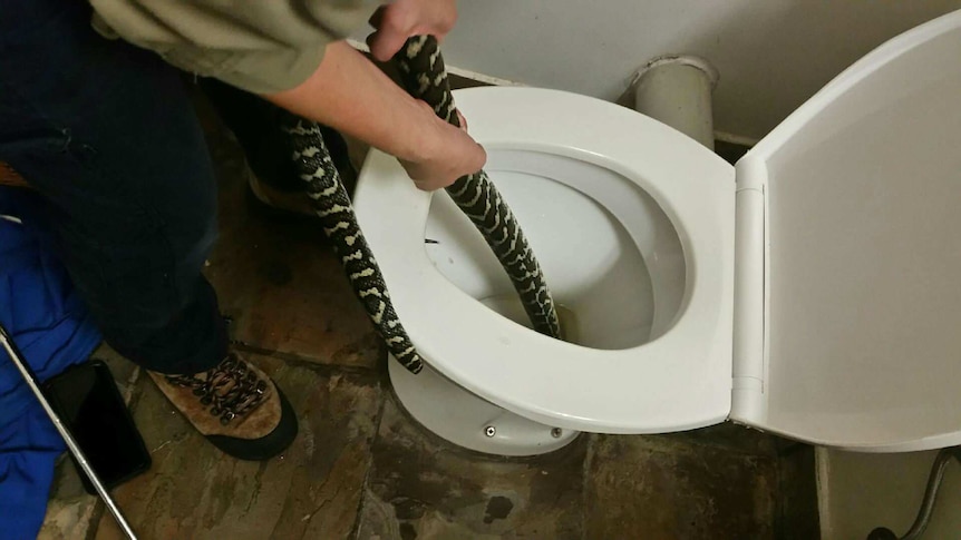 A python being pulled out o f a toilet by a person wearing a khaki shirt, boots, and with bare hands.