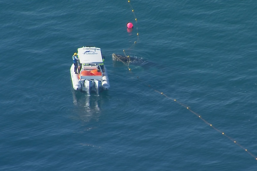 Seaworld marine rescue work to release a whale caught in shark control nets off the Gold Coast.