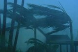 A palm tree bending in strong winds of a cyclone
