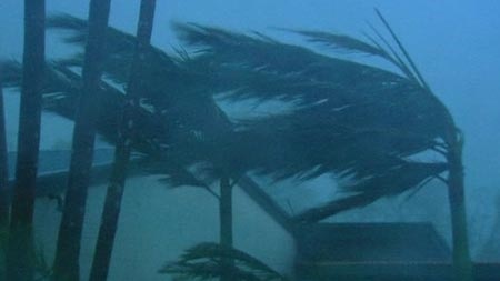 A palm tree bending in strong winds of a cyclone