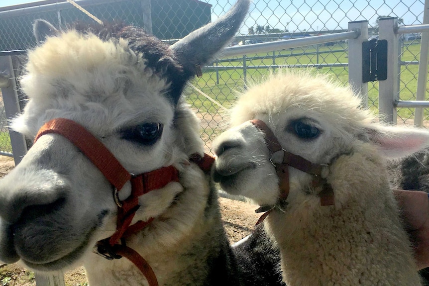 alpacas generic