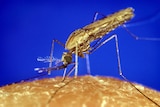 An anopheles mosquito