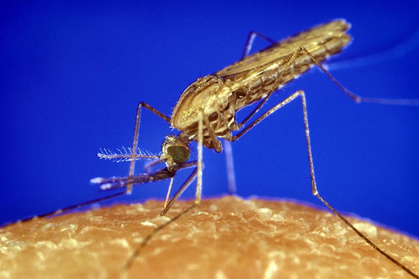 An anopheles mosquito