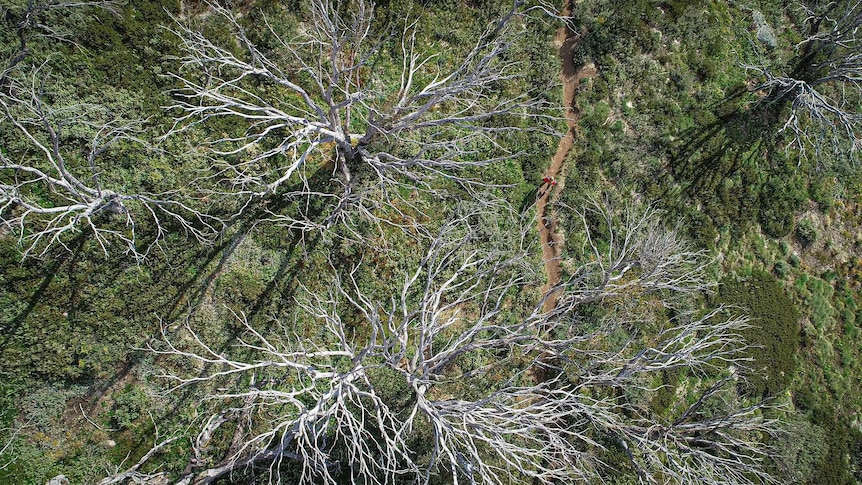 An overhead view of a number of grey trees surrounded by greens bushes.