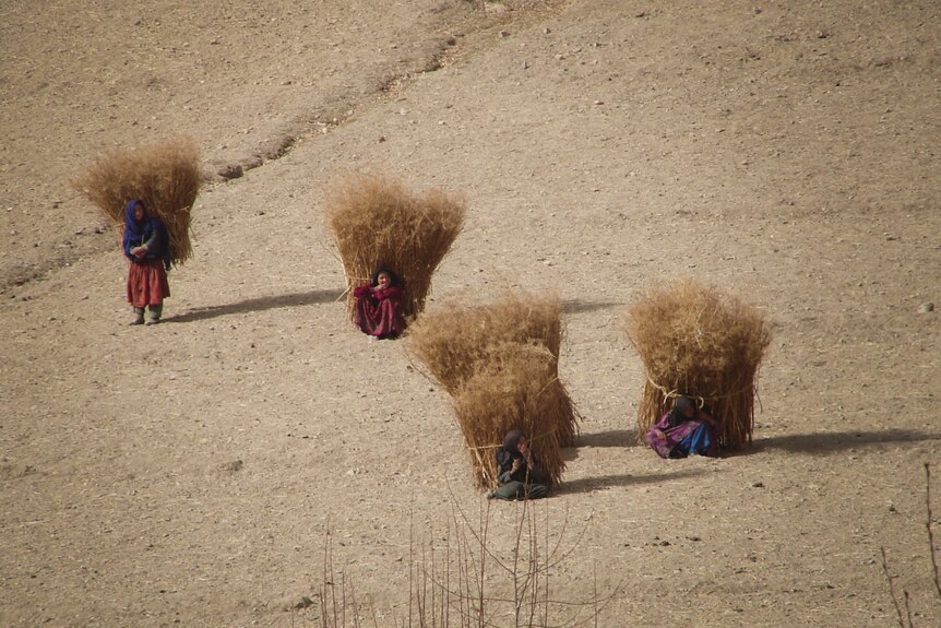Women carry huge bails of hay on their backs.