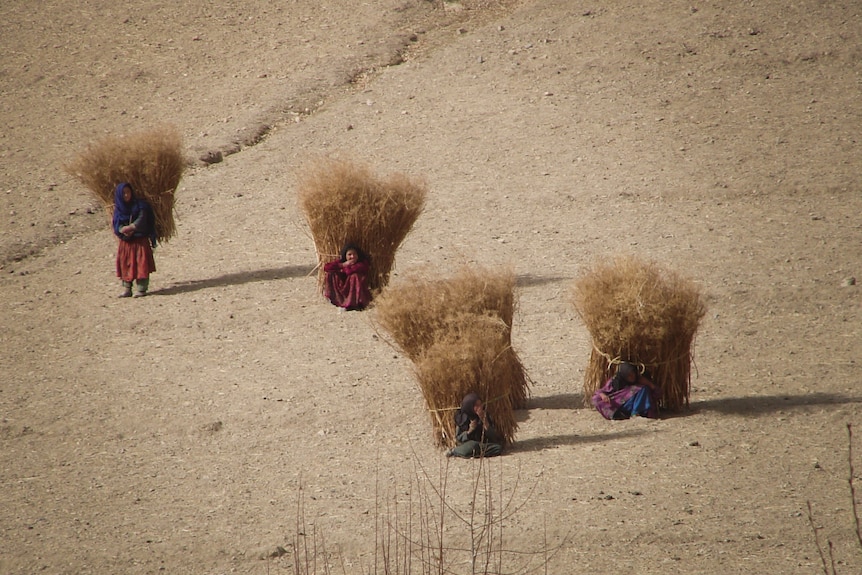 Women carry huge bails of hay on their backs.