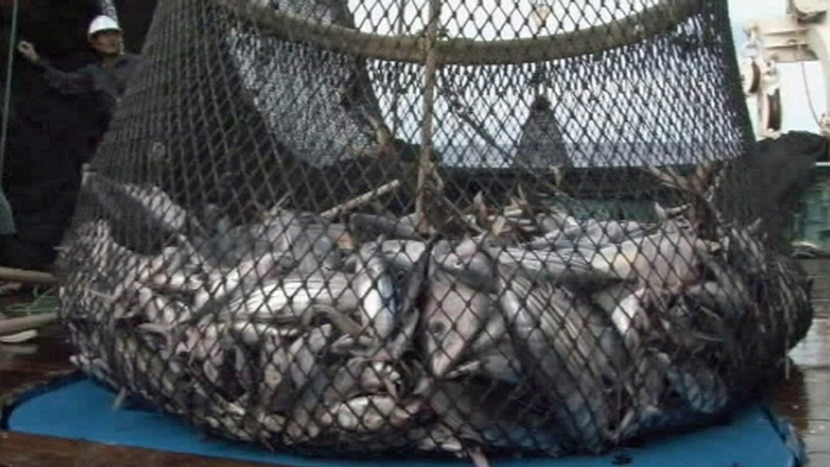 Tuna being caught