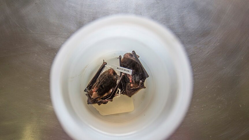 Two large forest bat specimens in jar.