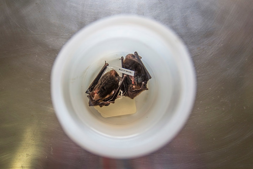 Two large forest bat specimens in jar.