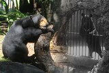 A composite image of a black and white photo of a bear behind bars and a new photo of a bear among plants.