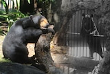 A composite image of a black and white photo of a bear behind bars and a new photo of a bear among plants.