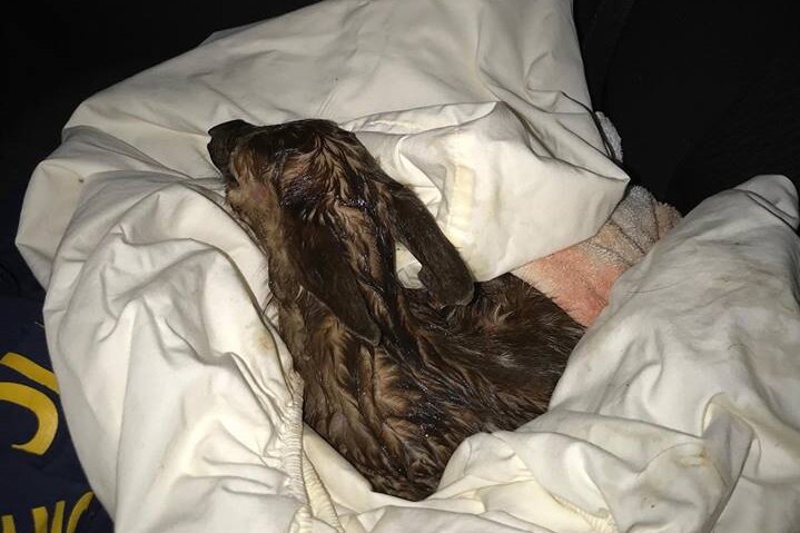 A fawn, still wet with afterbirth, is held in a blanket