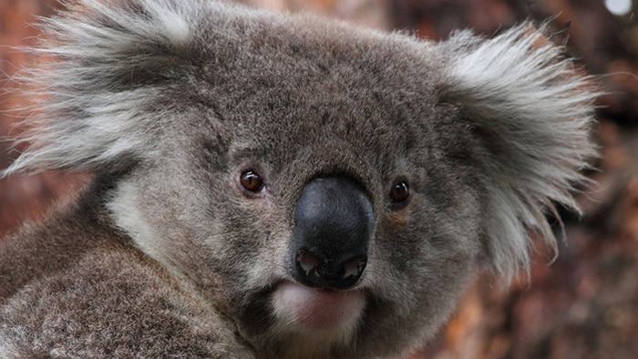 A very cute koala