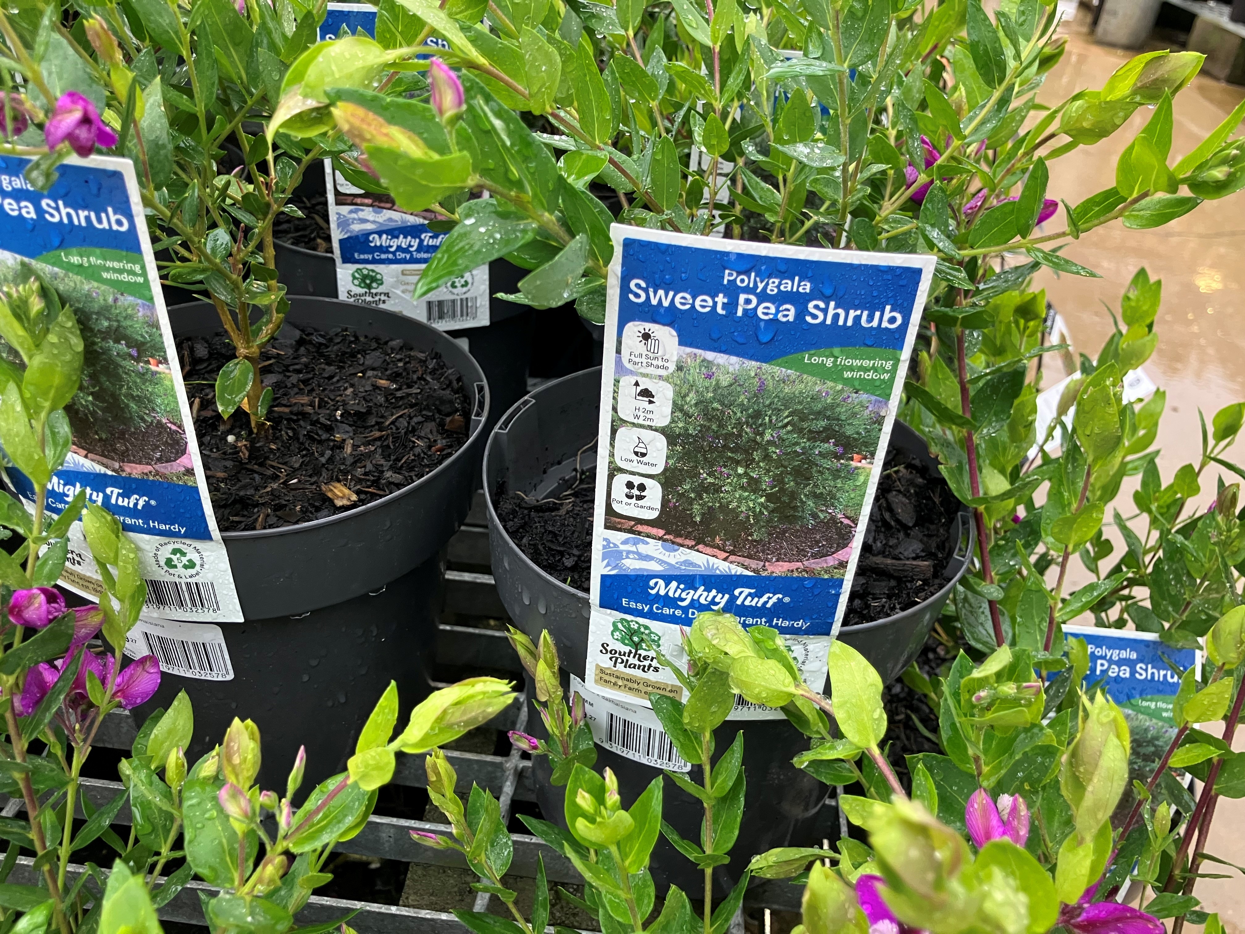 Push to declare garden favourite sold at Bunnings a weed