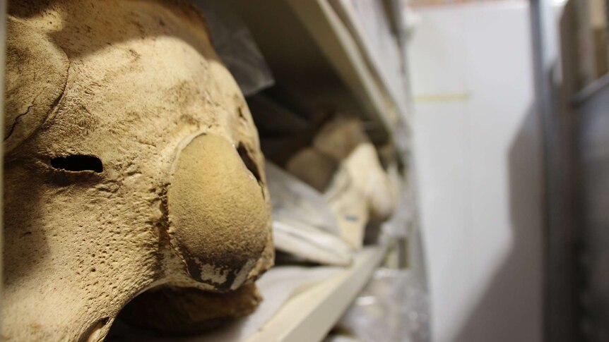 An animal skull sitting on a shelf in the SA Museum's warehouse at Bolivar, in Adelaide