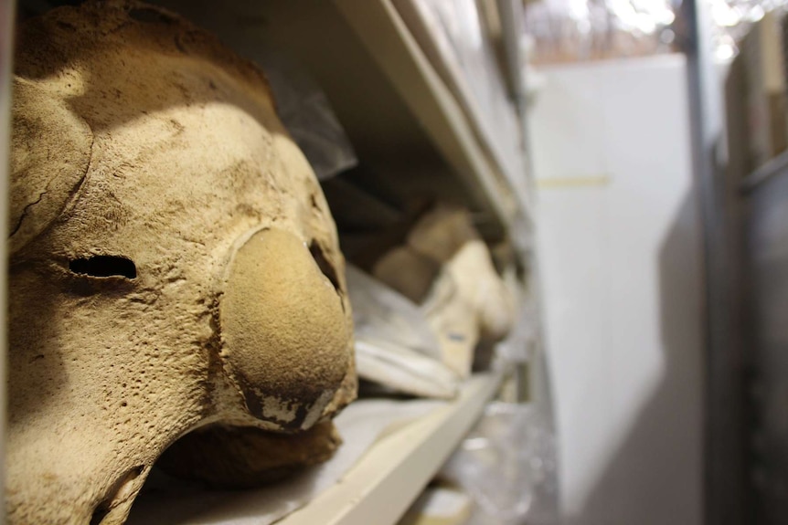 An animal skull sitting on a shelf in the SA Museum's warehouse at Bolivar, in Adelaide