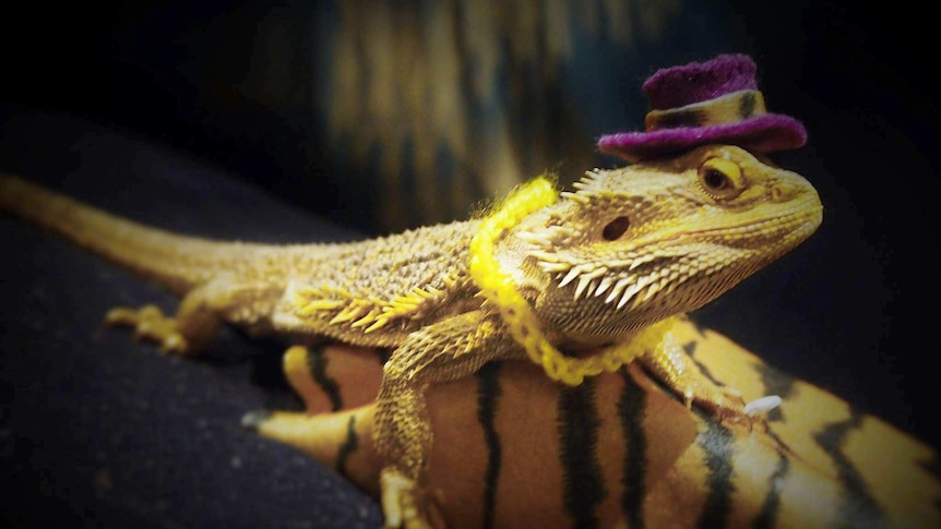 Cornelius the bearded dragon wearing a hat