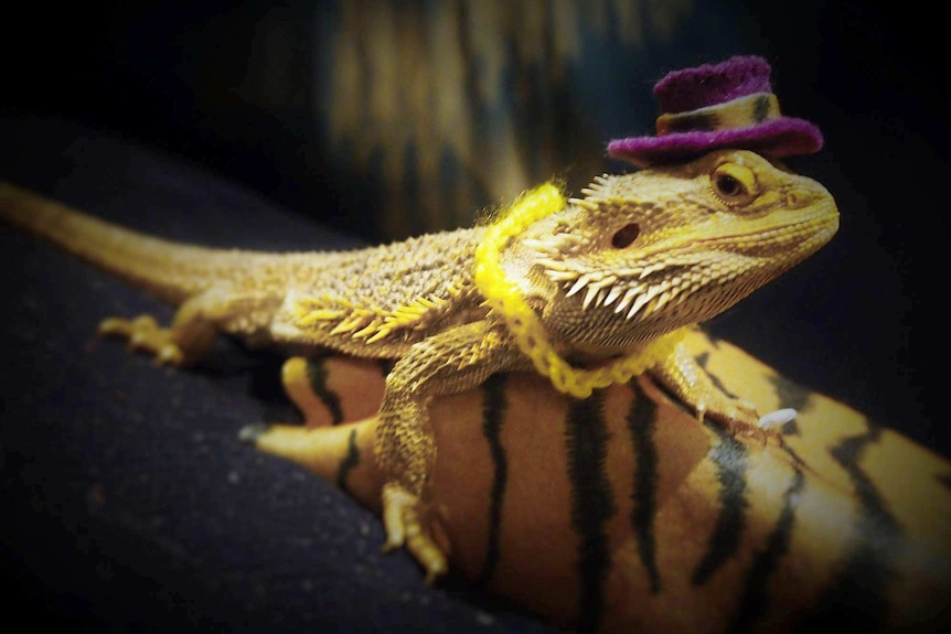 Cornelius the bearded dragon wearing a hat