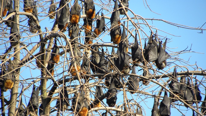 Grey-headed flying foxes have formed a large colony in a suburb north of Brisbane.