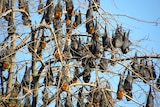 Grey-headed flying foxes have formed a large colony in a suburb north of Brisbane.