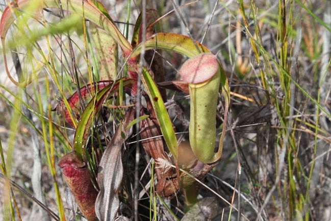 A pitcher plant, with a jug-like structure made of pale green leaves and a pink lid