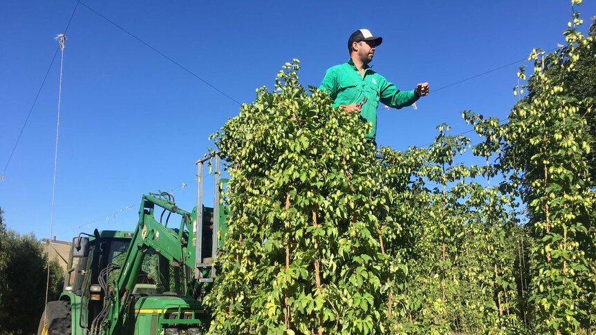 A man stands on a high platform to reach the top of the hop vines which will be cut down for harvesting.