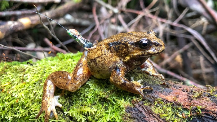 A photo of a Baw Baw frog fitted with a radio transmitter.