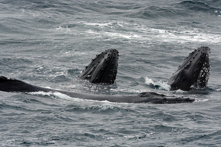 Humpback whales in Australian waters