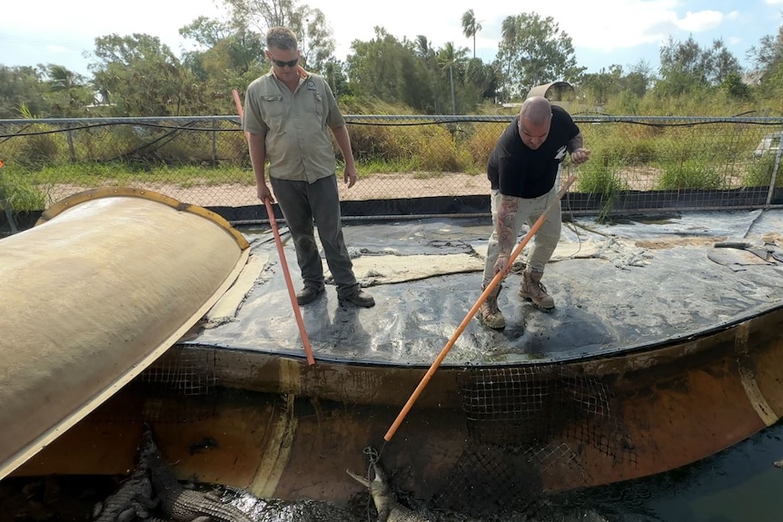 One man watches as another man bends down with a pole trying to catch a snapping crocodile.    