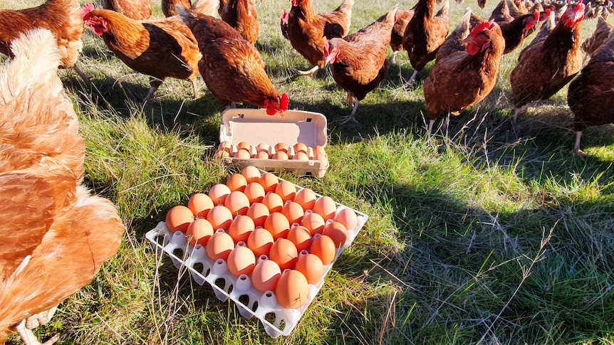 Cartons of eggs in a field surrounded by chickens.