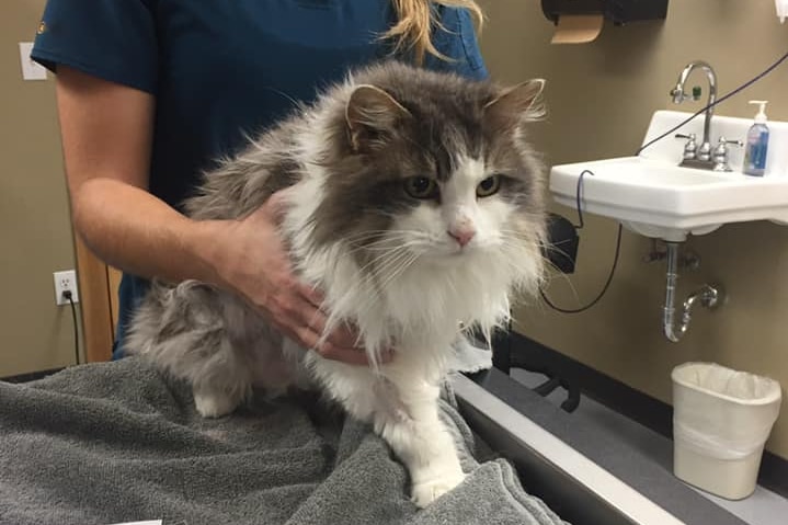 A fluffy cat sits on a vet table as a woman holds it.