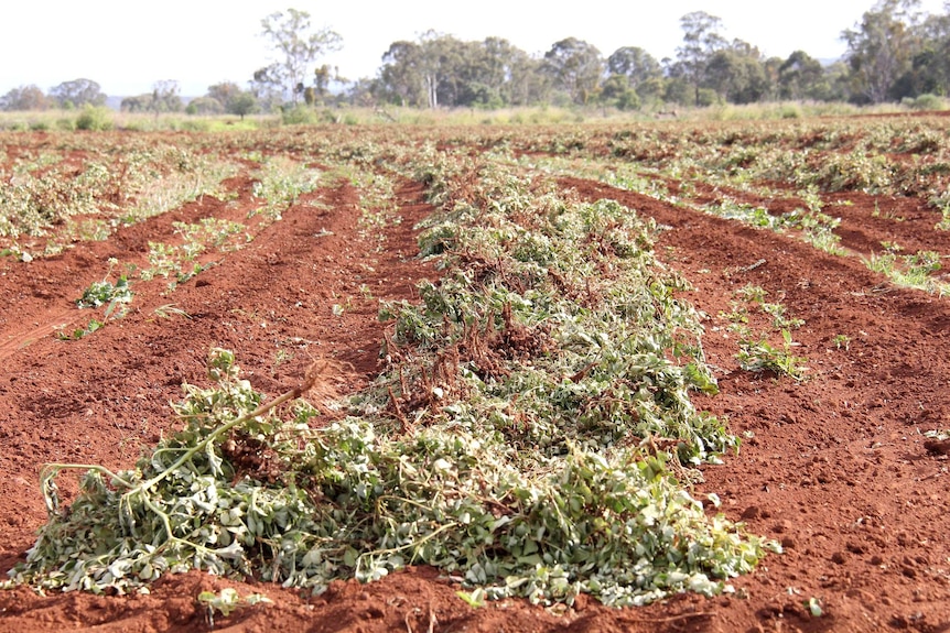 Peanut crop