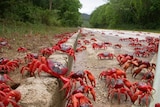 Red crabs make their way en masse along a road on Christmas Island