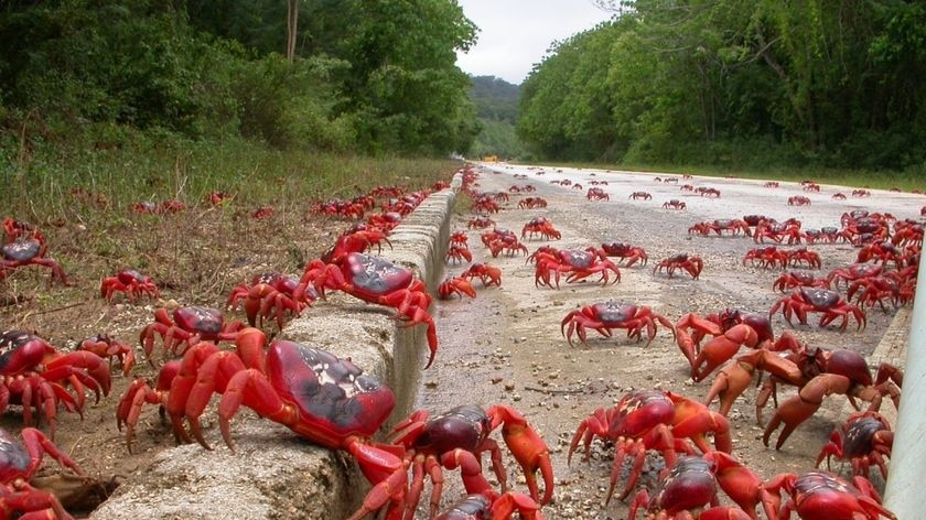 Red crabs make their way en masse along a road on Christmas Island