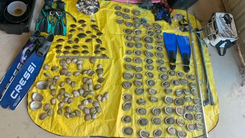 A yellow tarp full of opened abalone, small crabs, flippers and fishing gear