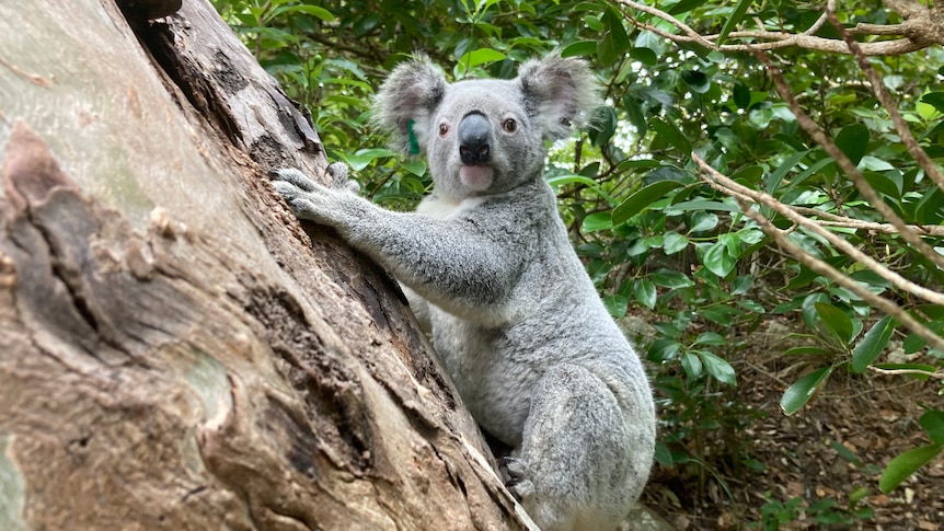 Koala population on St Bee’s island draws scientists to study fluctuations in numbers